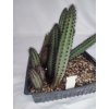 Cereus aethiops PHA