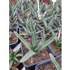 Agave fernandi-regis L