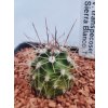 Echinocereus triglochidiatus transpecosensis TO 422