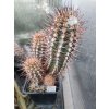 Austrocactus /min. 20semen/