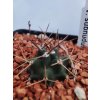 Echinocereus triglochidiatus v. subnudus
