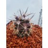 Echinocereus triglochidiatus DJF 1145