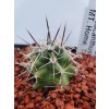 Echinocereus eneacanthus M 192, Mt. Home, Tx