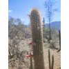 Cleistocactus /min. 20 semen/