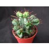 Euphorbia enopla