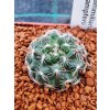 Mamillaria mrazuvzdorné /min. 20 semen/