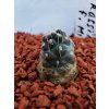 Cumuloopumtia rossiana f. minima JO