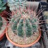 Ferocactus /min. 20 semen/