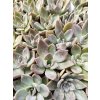 Echeveria cv. Silver Show