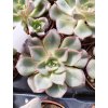 Echeveria moranii