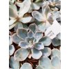 Echeveria subsessilis