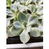 Echeveria cv. Green Pearl