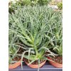 Aloe arborescens kompaktní forma