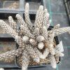 Pterocactus tuberosus