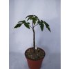 Adenia aff. perrierii RM