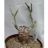 Euphorbia longituberculosa RM 12278