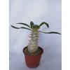 Pachypodium horombense L