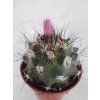 Gymnocactus viereckii