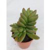 Crassula cv. "Ben"