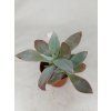 Echeveria cv. "Cante"