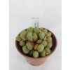 Conophytum flavum