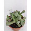 Stomatium arboreum
