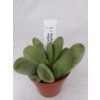 Glottiphyllum oligocarpum