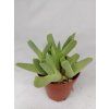 Cheiridopsis sp.
