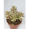 Sedum cv.  "Joyce Tulloch"
