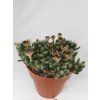 Trichodiadema densum