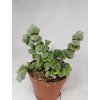 Crassula plegmatoides