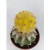 Echinopsis eyriesii "Aurea"