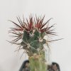 Sclerocactus parviflorus JHB 346