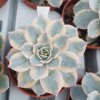 Echeveria subsessilis "Variegata"