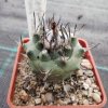 Turbinicarpus roseiflorus v. albiflorus