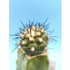 Copiapoa cinerea typ PHA 2945