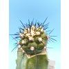 Copiapoa cinerea typ PHA 3243