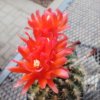Matucana intertexta Red Flower ASK 707.1