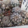 Gymnocalycium parvulum VS 1543