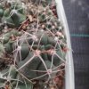 Gymnocalycium borthii v. nogolense VS 846