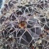 Gymnocalycium ritterianum VS39