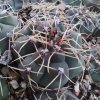 Gymnocalycium taniganense VS 917
