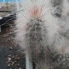 Cremnocereus albipilosus PHA 2775