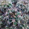 Acanthocalycium brevispinum KP 240