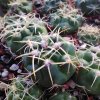 Gymnocalycium monvillei VS 1550