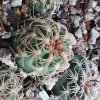 Gymnocalycium parvulum VS 892