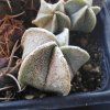 Astrophytum coahuilense LH