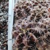 Gymnocalycium mihanovichii VS 1112