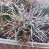 Echinopsis leucantha ASK 1147.2