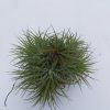 ionantha Carousel